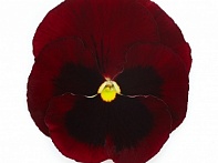 Виола виттрока