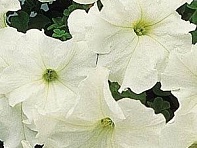 Петуния крупноцветковая (Supercascade F1)