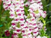 Львиный зев (Антирринум) большой (Maryland F1)