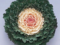 Декоративная капуста (Songbird F1)