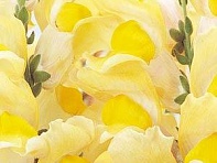 Львиный зев (Антирринум) большой (Solstice F1)