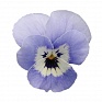 Виола рогатая (Viola cornuta)