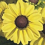 Рудбекия волосистая (Rudbeckia hirta)