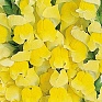 Львиный зев (Антирринум) большой (Antirrhinum majus)
