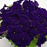 Петуния крупноцветковая (генетически компактная) (Petunia grandiflora)