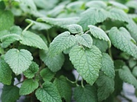 Мелисса лекарственная