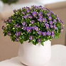 Экзакум (Exacum affine)