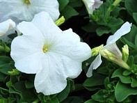 Петуния многоцветковая (генетически компактная) (Mambo GP F1)