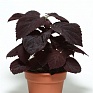 Колеус гибридный (Coleus х hybrida)