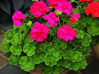 Герань (пеларгония садовая) генетически компактная (Nano F1)