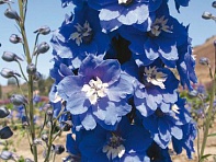 Дельфиниум высокий (Magic Fountains)