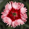 Гвоздика китайская (Dianthus chinensis)
