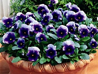 Виола рогатая (Penny F1)