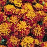 Бархатцы отклоненные (Tagetes patula)