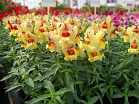 Львиный зев (Антирринум) большой (Snappy F1)