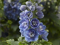 Дельфиниум высокий (генетически компактный) (Delphina)