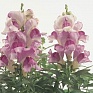 Львиный зев (Антирринум) большой (Antirrhinum majus)