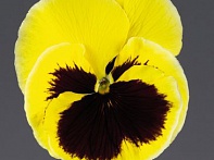 Виола виттрока