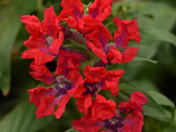 Куфея распростертая (Sweet Talk)