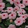 Катарантус розовый (Vinca rosea)