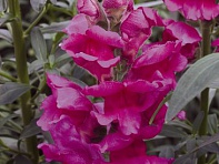 Львиный зев (Антирринум) большой (Liberty Classic F1)