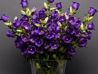 Колокольчик средний (Campana)