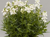 Немезия лазоревая (Seventh Heaven F1)