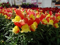 Львиный зев (Антирринум) большой (Snappy F1)