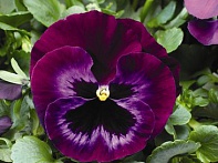 Виола Виттрока