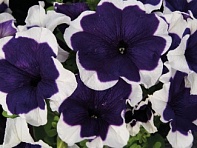 Петуния крупноцветковая (генетически компактная) (Limbo GP F1)