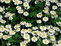 Пиретрум девичий (Campagne)