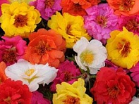 Портулак крупноцветковый (Happy Trails)