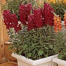 Львиный зев (Антирринум) большой (Antirrhinum majus)