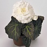 Бегония клубневая махровая (Begonia tuberhybrida)