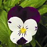 Виола рогатая (Viola cornuta)