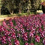 Львиный зев (Антирринум) большой (Antirrhinum majus)