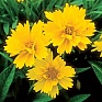 Кореопсис крупноцветковый (Coreopsis grandiflora)