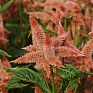Целозия колосистая (перистая) (Celosia spicata)