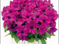 Петуния ампельная гибридная (Capri F1)