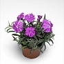 Гвоздика китайская (Dianthus chinensis)