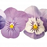 Виола рогатая (Viola cornuta)