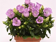 Колокольчик средний (Campanella F1)