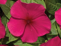 Катарантус розовый (Heatwave)