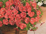 Петуния ампельная гибридная