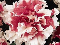 Петуния крупноцветковая махровая (Pirouette F1)