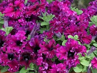 Петуния крупноцветковая бахромчатая (генетически компактная) (Espresso Frappe F1)