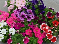 Петуния крупноцветковая (генетически компактная) (Limbo GP F1)
