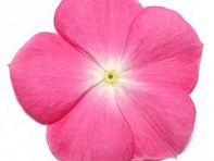 Катарантус розовый (Pacifica XP)