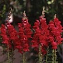 Львиный зев (Антирринум) большой (Antirrhinum majus)