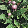 Гомфрена шаровидная (Gomphrena globosa)